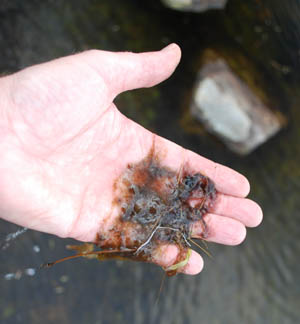 Round Loch, epiphytic algae