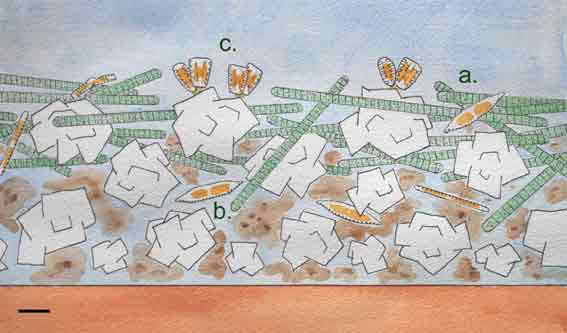 Wylye, biofilm structure